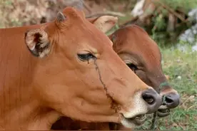 牛被宰杀时会流眼泪，到底是怎么回事？难道牛真的能通人性吗？图片