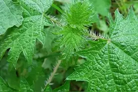 贵州野菜之王“活麻”，正宗贵州特色做法“活麻连渣闹”图片