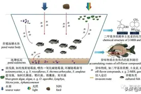 鱼类腥味物质研究进展图片