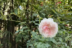 怎样做到无所畏惧？图片