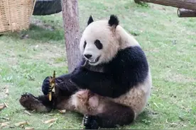 上海动物园夜游启幕，新增儿童夜宿场图片