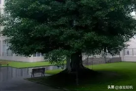 让大树枯死很简单，这七种“特效药”，能将大树灭除，但别乱用图片