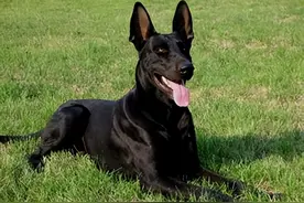 黑狼犬这几点太可怕了，怪不得养的人这么少，一般人真不敢养图片