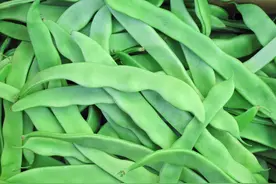 【食品安全科普短视频】扁豆没熟千万别吃图片