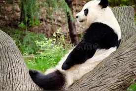 大熊猫资料整理三年级图片