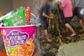 脚踩酸菜土坑腌制，每年能省80亿成本，唯有白象守住了底线图片