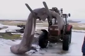 格陵兰睡鲨要150岁才能交尾？因为懒得捕食，就牺牲眼睛填饱肚子图片