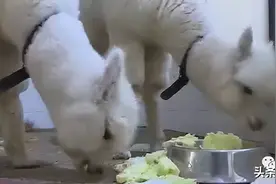 绒园和绒宝！小羊驼有名字啦图片