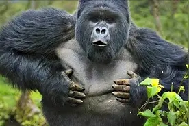 大猩猩呼啸着闯进村庄，抢走孩子，威胁村民：以子换子|传奇图片