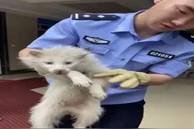 居民捡个“小白狗”民警“核查身份”竟是狐狸图片