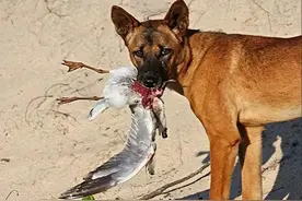 98年，美国温顺杂交犬深夜将女主人折磨致死，调查后原因令人心酸图片