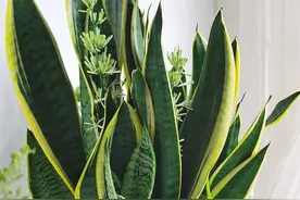 虎尾兰怎样长得快？图片