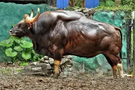 3头！世界体型最大的牛现身云南，体重可达1.5吨，我国不足200头图片