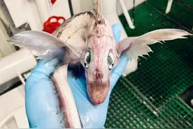 俄罗斯渔民发现奇怪物种，网友：像龙宝宝！深海存在巨型生物吗？图片