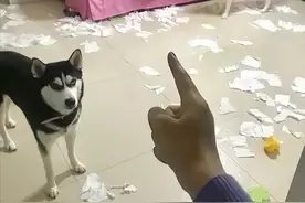 哈士奇：被误解最深的狗，为何人类长期圈养，它们也永不为奴？图片