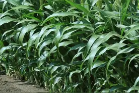 故事：那年种高粱，我与她的一段情感往事图片