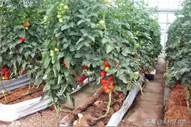 番茄打杈、南瓜去顶、豆角掐尖莫心疼，啥意思？这就是增产秘诀图片