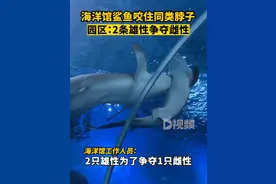 海洋世界回应鲨鱼撕咬同类 ：2条雄性争夺雌性，已隔离治疗图片
