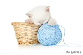 “一口馒头，要了我家猫的命！！”图片