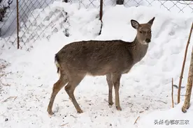 赫哲民谣“棒打狍子瓢舀鱼，野鸡飞到饭锅里”啥意思？老人告诉你图片