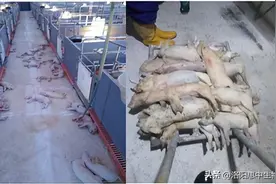 仔猪感染新型PRV后有哪些症状？图片