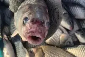 必看顽固性鱼类溃疡性（红嘴、烂嘴、烂身，红头、红脸）治疗方案图片