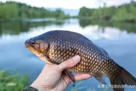 初入立夏应该怎么野钓呢？注意以下几点，什么水面都能爆护图片