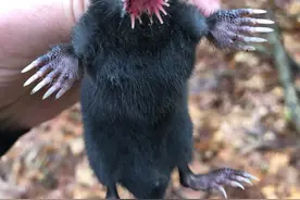 这也能叫鼹鼠？鼻子会开花，没有眼睛像条香肠，背上长刺还会下蛋图片