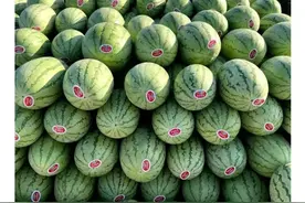 为什么新疆西瓜这么便宜图片