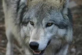 一拳超人战力体系揭秘：狼级突破人类极限，鬼级堪比核弹图片