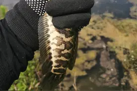 黑鱼，七星鱼，南鳢怎么钓？给你介绍迷你雷钓法（路亚）图片