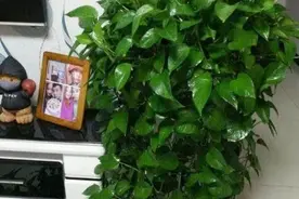 养绿萝、吊兰，就用“3种水”，隔5天浇一次，叶子油旺，蹭蹭长图片