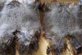 蟾蜍身上的“宝”，一公斤蟾衣能卖2.8万元，在野外为何找不到？图片