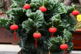 6种“丑八怪”花，客厅一放，霸气镇宅，养百年“金不换”图片