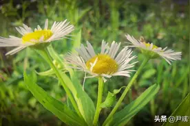 专业英语Day572丨受到不公正人事决策影响的管理者图片