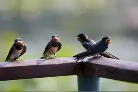 农村俗语:“两鸟进家门，不富也添喜”，指的是哪两种鸟呢？图片