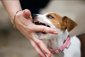 不养狗的人不知道，原来狗狗用嘴轻咬主人，有这些想法图片