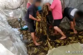 “脚踩酸菜”，网友直呼：看吐了！茅台少女踩曲，为何却大受欢迎图片