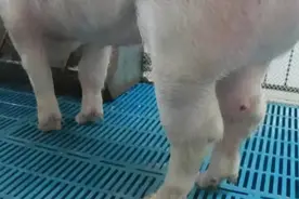 猪关节型链球菌这样操作快！准！防治都在里面图片