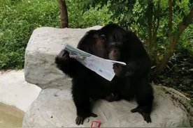 网红黑猩猩会洗衣、剪指甲，人们感到担忧，它会变成新型人类吗？图片