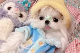 铲屎官推荐：这几种狗性格很温顺，适合家养图片