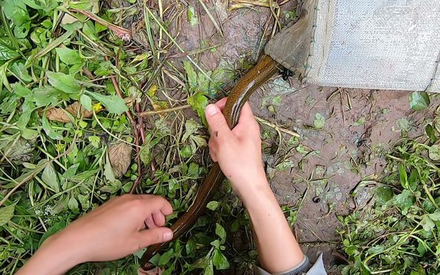 老人说黄鳝血是大补，小伙去田里钓起大黄鳝，生喝血酒差点没命？