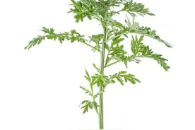 艾草十分常见，但它有2个药用价值，很多人都不知，不妨看看！图片