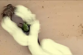 罕见！澳大利亚洪灾，出现“蛇鼠一窝”的画面，或引发蛇灾图片