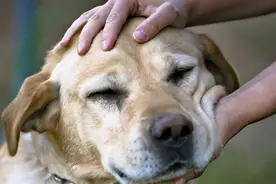 拉布拉多的妊娠期如何养护？小幼犬应如何训练？有什么注意事项？图片