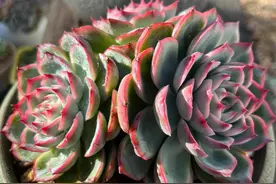 能在广东顺利度夏的多肉，每一个都是多肉界的扛把子图片