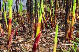 芦苇笋：生长在河边，4月味道最鲜美，请珍惜，错过就得等来年了图片