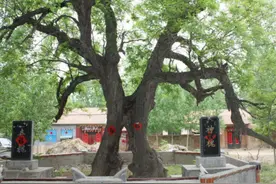 老话说“人穷不砍三种树，后代子孙得佑护”，指的是哪三种树？图片