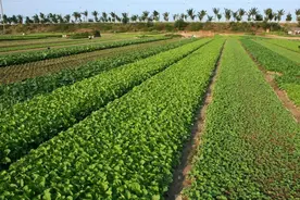 看看退林还耕2022年补偿标准，你想不想回农村呢？图片