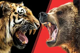 美国在棕熊活动区放进3只老虎，老虎、棕熊谁厉害？快有答案了图片